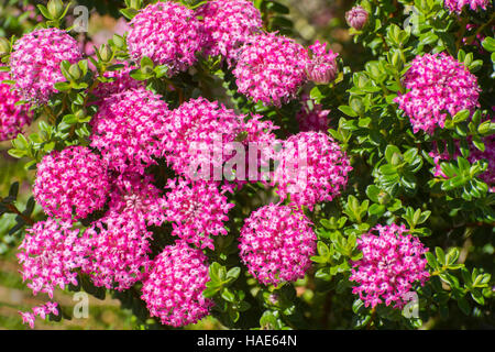 Pimelea ferruginea... Fleurs sauvages de l'Australie occidentale, Banque D'Images