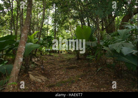 Mare aux Cochons Trail. L'île de Mahé. Le Parc National du Morne Seychellois. Banque D'Images