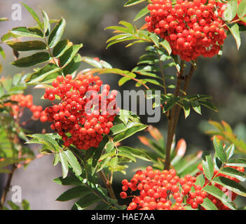 Western Mountain Ash baies rouges, Millcreek Canyon, Utah, USA Banque D'Images