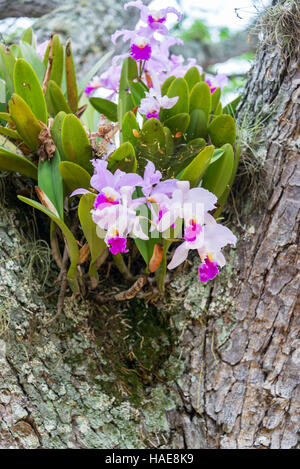 Orchidée Cattleya trianae croissant dans un arbre à Barichara, Colombie. Cattleya trianae est la fleur nationale de la Colombie. Banque D'Images