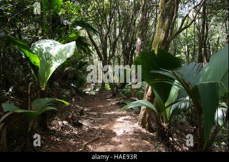 Mare aux Cochons Trail. L'île de Mahé. Le Parc National du Morne Seychellois. Banque D'Images