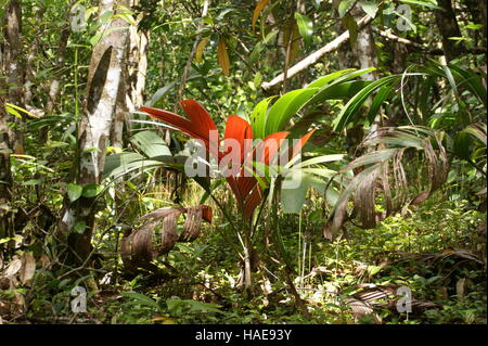 Mare aux cochons. L'île de Mahé. Le Parc National du Morne Seychellois. Banque D'Images