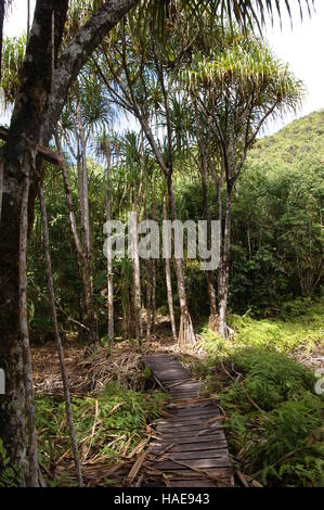 Pandanus hornei. Mare aux cochons. L'île de Mahé. Le Parc National du Morne Seychellois. Banque D'Images