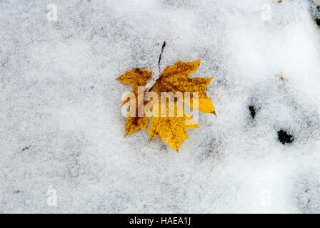 L'automne d'or feuille d'érable couché dans la neige d'un blanc pur Banque D'Images