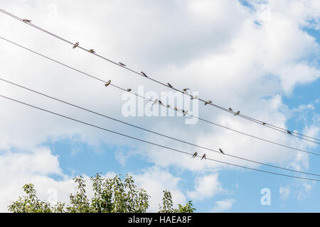 Hirondelles sur les fils. Cette photo a été prise dans un jardin non loin de Kiev. Banque D'Images