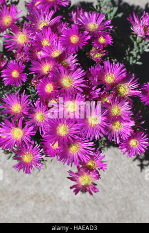 Close up of Mesembryanthemum Blueberry Rumble ou connu comme Lampranthus Rumble, blueberry Blueberry Rumble, Pigface Banque D'Images