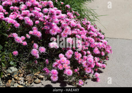 Cochon rose fleurs face ou Mesembryanthemum , glace planter des fleurs en pleine floraison Banque D'Images