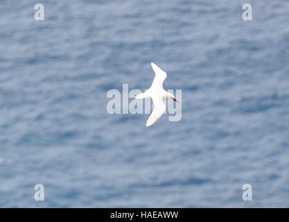 Red-queue (Phaethon rubricaudra), Malabar Hill, Lord Howe Island, New South Wales, NSW, Australie Banque D'Images