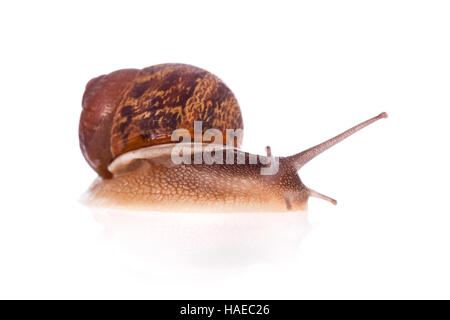 Escargot isolé sur fond blanc Banque D'Images