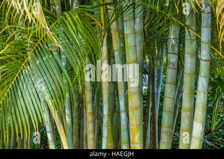 Areca Palm (Dypsis lutescens) également connu sous le nom de canne de bambou, Golden Palm Palm, Palm et palm papillon jaune, Banque D'Images