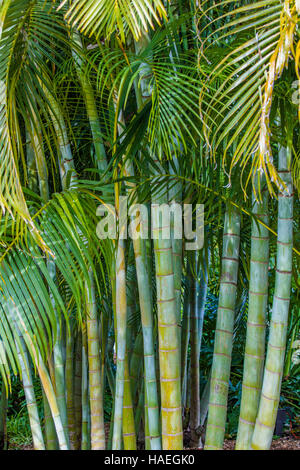 Areca Palm (Dypsis lutescens) également connu sous le nom de canne de bambou, Golden Palm Palm, Palm et palm papillon jaune, Banque D'Images