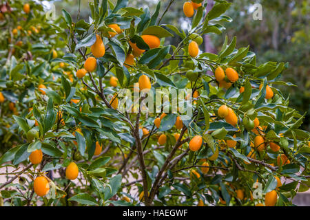 Nagami Kumquat (Fortunella Margarita) growingon tree Banque D'Images
