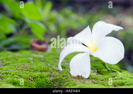 Plumeria flower blanc sur la mousse et l'arrière-plan flou (d'autres noms sont, frangipani, Apocynacées Nerium oleander, white plumeria, Leelavadee, Lunthom) Banque D'Images