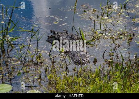 Aligator près du rivage dans le parc Okefenokee Swamp Banque D'Images