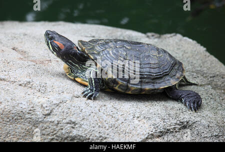 La Chine, Hong Kong, Central District, Hong Kong Park, tortue, Banque D'Images