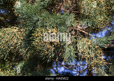 Mammutbaum, Riesen-Mammutbaum Riesenmammutbaum Berg-Mammutbaum,,, Wellingtonie, Sequoiadendron giganteum Wellingtonia, giganteum, le séquoia géant, giant Banque D'Images
