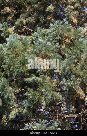 Mammutbaum, Riesen-Mammutbaum Riesenmammutbaum Berg-Mammutbaum,,, Wellingtonie, Sequoiadendron giganteum Wellingtonia, giganteum, le séquoia géant, giant Banque D'Images