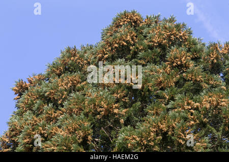Mammutbaum, Riesen-Mammutbaum Riesenmammutbaum Berg-Mammutbaum,,, Wellingtonie, Sequoiadendron giganteum Wellingtonia, giganteum, le séquoia géant, giant Banque D'Images