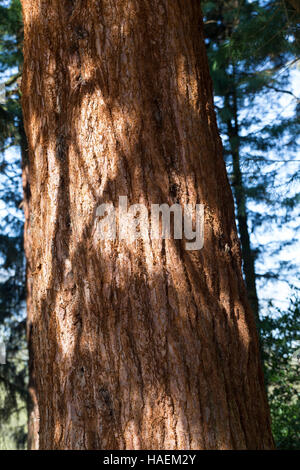 Mammutbaum, Riesen-Mammutbaum Riesenmammutbaum Berg-Mammutbaum,,, Wellingtonie, Rinde, Borke, Stamm, Sequoiadendron giganteum Wellingtonia, giganteum, Banque D'Images