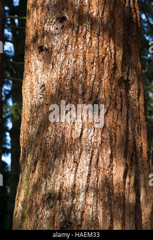 Mammutbaum, Riesen-Mammutbaum Riesenmammutbaum Berg-Mammutbaum,,, Wellingtonie, Rinde, Borke, Stamm, Sequoiadendron giganteum Wellingtonia, giganteum, Banque D'Images
