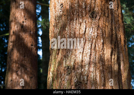 Mammutbaum, Riesen-Mammutbaum Riesenmammutbaum Berg-Mammutbaum,,, Wellingtonie, Rinde, Borke, Stamm, Sequoiadendron giganteum Wellingtonia, giganteum, Banque D'Images