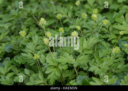 Moschuskraut Bisamkraut Neodox moschatellina,,, moschatel, cinq face à Bishop, hollowroot muskroot, mairie, hôtel de ville, horloge, horloge, crowfoot tubéreuse Banque D'Images