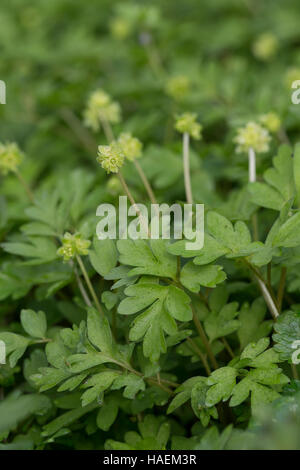 Moschuskraut Bisamkraut Neodox moschatellina,,, moschatel, cinq face à Bishop, hollowroot muskroot, mairie, hôtel de ville, horloge, horloge, crowfoot tubéreuse Banque D'Images