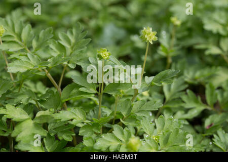 Moschuskraut Bisamkraut Neodox moschatellina,,, moschatel, cinq face à Bishop, hollowroot muskroot, mairie, hôtel de ville, horloge, horloge, crowfoot tubéreuse Banque D'Images