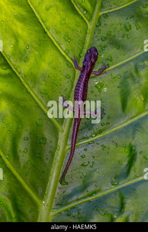Aneides lugubris arboricole, Salamandre, ville de Novato, comté de Marin, en Californie Banque D'Images