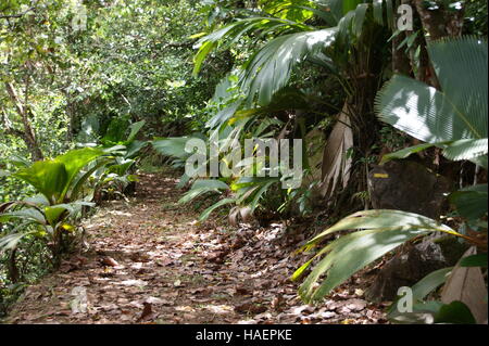 Mare aux Cochons Trail. L'île de Mahé. Le Parc National du Morne Seychellois. Banque D'Images