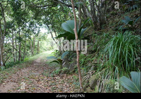Mare aux Cochons Trail. L'île de Mahé. Le Parc National du Morne Seychellois. Banque D'Images