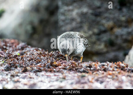 Bécasseau violet (Calidris maritima) s'alimenter dans des algues sur une marée montante. Banque D'Images
