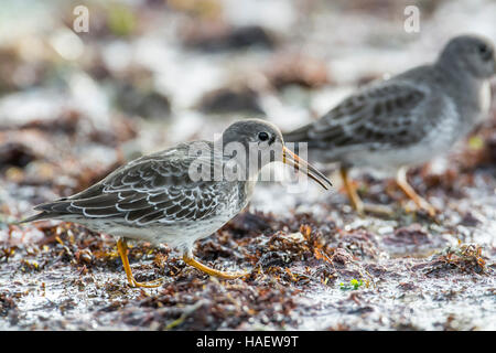 Bécasseau violet (Calidris maritima) s'alimenter dans des algues sur une marée montante. Banque D'Images