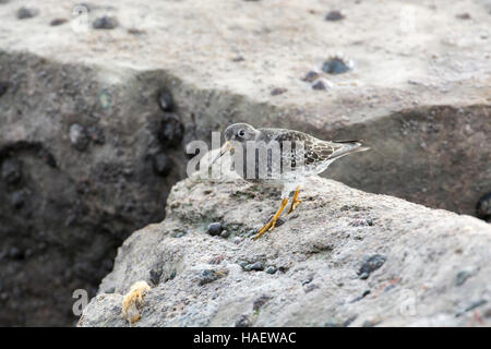 Bécasseau violet (Calidris maritima) sur rocher à marée basse Banque D'Images