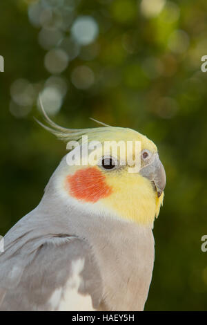 Belle nymphe perroquet gris avec écusson jaune Banque D'Images