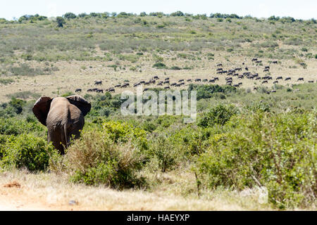 Bush Elephant à marcher vers le champ rempli de buffles. Banque D'Images