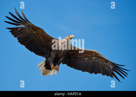 White-tailed eagle en vol avec de la nourriture dans ses griffes et ciel bleu Banque D'Images