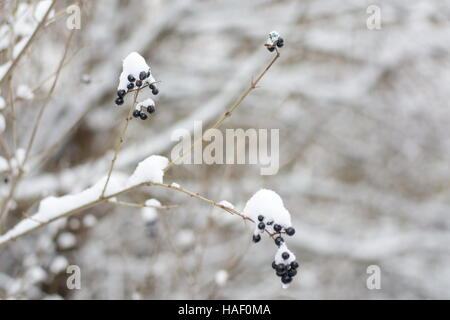 Petits fruits congelés couverte de neige sur une journée d'hiver Banque D'Images