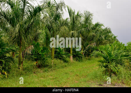 Palm Tree Nursery sur Pine Island, Floride Banque D'Images