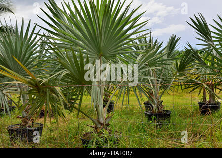 Palm Tree Nursery sur Pine Island, Floride Banque D'Images