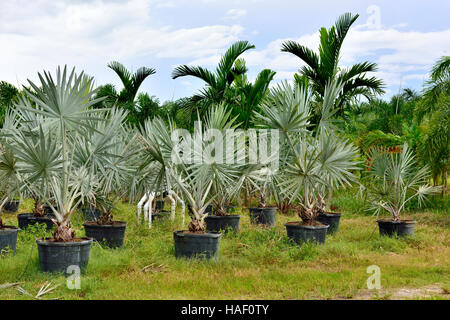 Palmier, Bismarck Bismarckia nobilis (Palm) nursery sur Pine Island, Floride Banque D'Images