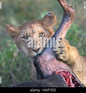 Lion Cub caresses des gnous Leg Banque D'Images