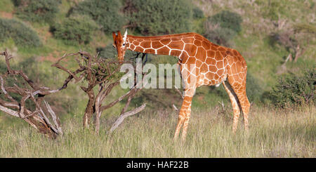 Une giraffe réticulée se nourrir dans les prairies ouvertes à Lewa Conservancy, le Kenya Janvier 2016 Banque D'Images