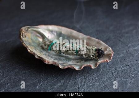 Un faisceau de feu sage dans une coquille de l'ormeau. Banque D'Images