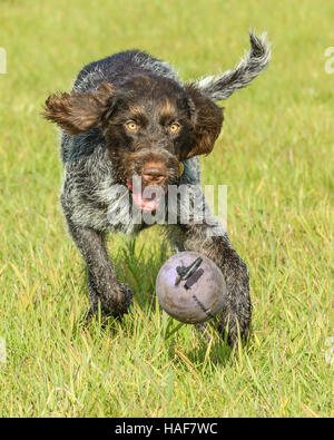 Le Cesky Fousek une très rare groupe de gundog et chien de famille idéal Banque D'Images