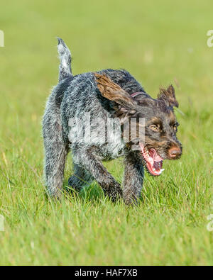 Le Cesky Fousek une très rare groupe de gundog et chien de famille idéal Banque D'Images