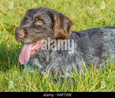 Le Cesky Fousek une très rare groupe de gundog et chien de famille idéal Banque D'Images