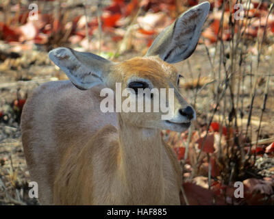 La gazelle de Thomson (Eudorcas thomsonii) femelle fawn en Afrique du Sud. Photo Tony Gale Banque D'Images