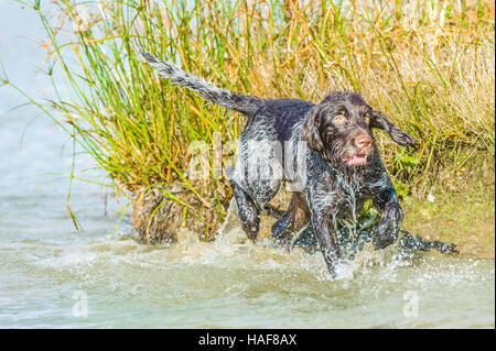 Le Cesky Fousek une très rare groupe de gundog et chien de famille idéal Banque D'Images