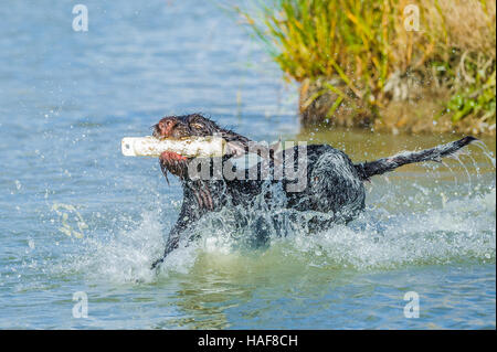 Le Cesky Fousek une très rare groupe de gundog et chien de famille idéal Banque D'Images